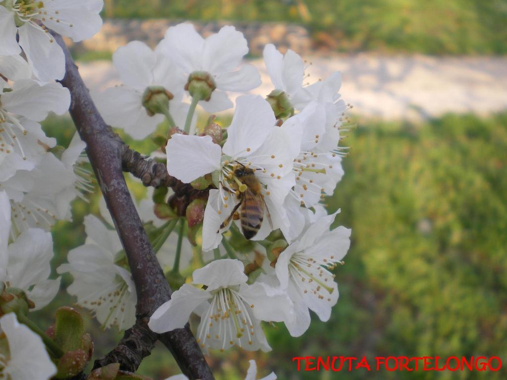 Tenuta Fortelongo Fara Vicentino Экстерьер фото