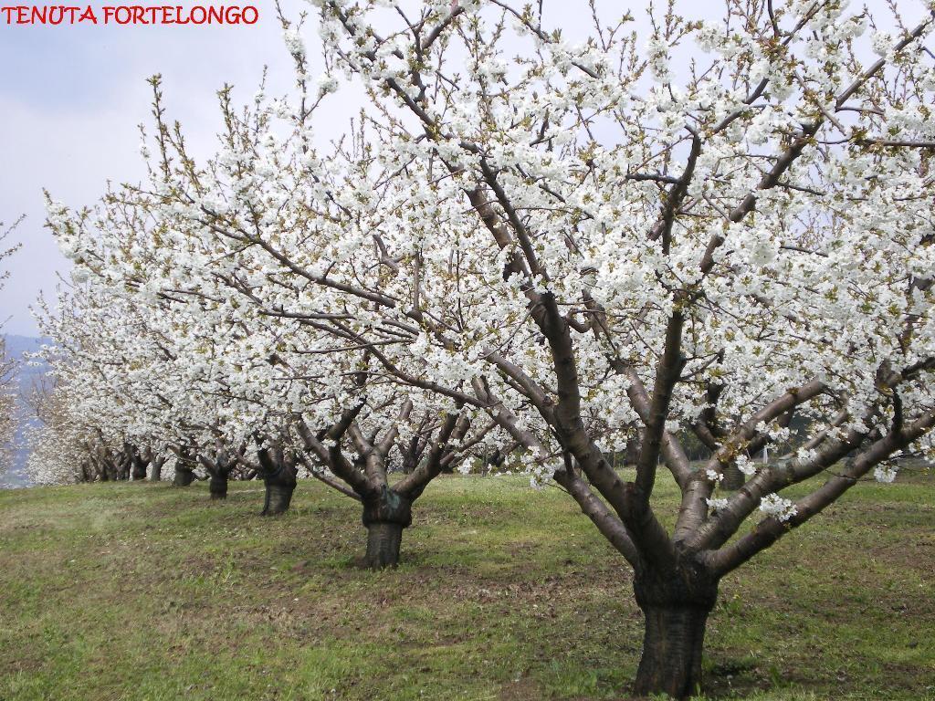 Tenuta Fortelongo Fara Vicentino Экстерьер фото