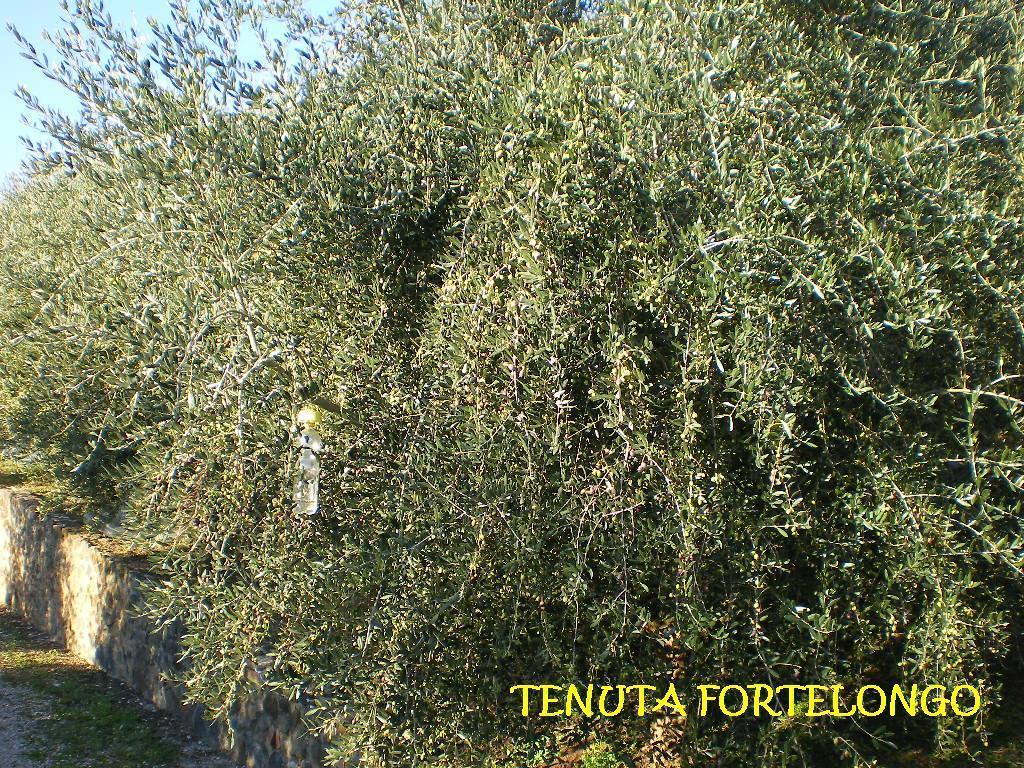 Tenuta Fortelongo Fara Vicentino Экстерьер фото
